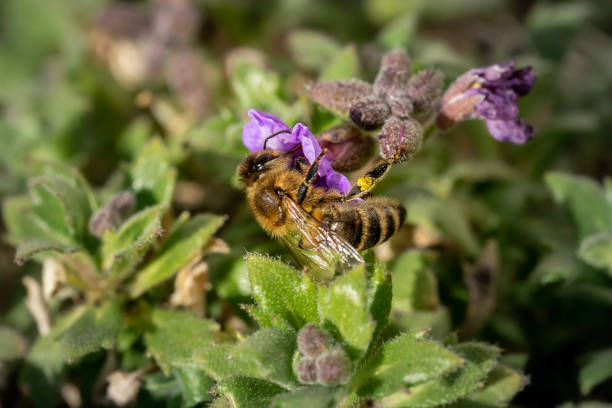 Bee on a purple flower blue pillow