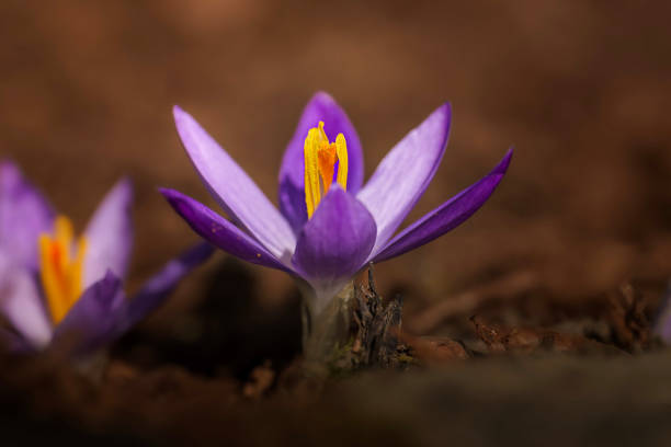 Close up purple crocus flower in spring