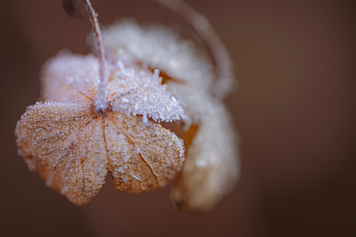 An oak leaf and grass is covered with morning hoar frost from a frigid fall night in Yosemite valley. An nature details image showing ice crystals on fall foliage and grass.