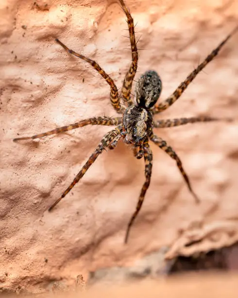 Photo of Wolf spider on a wall