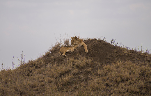 An adult lioness rests on the top of a small grassy hill. Taken in Serengeti National Park, Tanzania.