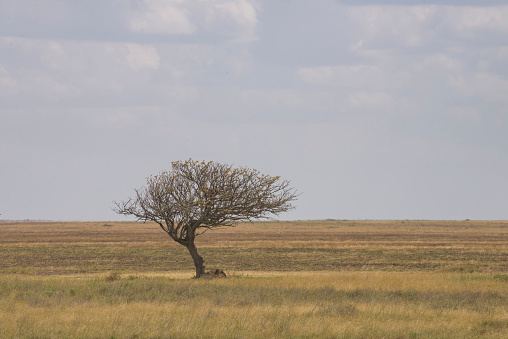 A single tree stands within a grassy plain landscape. Taken in Serengeti National Park, Tanzania.