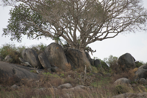 A leopard rests at the base of a large tree, on top of a large rock. Perfect camouflage means it is difficult to spot and it blends in excellently with its surroundings. Taken in Serengeti National Park, Tanzania.