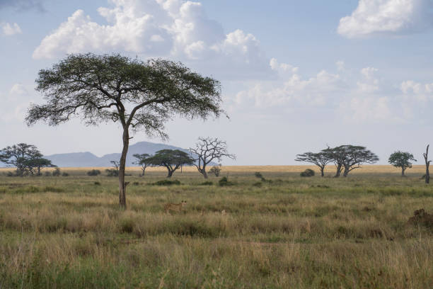 istock Lioness and Cubs in Savannah Landscape 1453949096