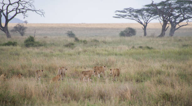 istock Lioness and Cubs in Savannah Landscape 1453949133
