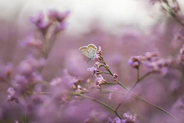 A close up of a silver-studded blue butterfly (Plebejus argus) on a purple flowers