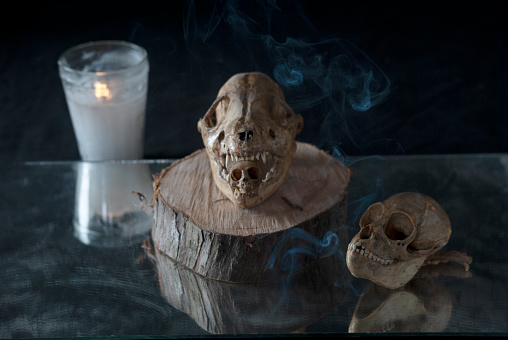 Still life of animal skulls with candles on black background.