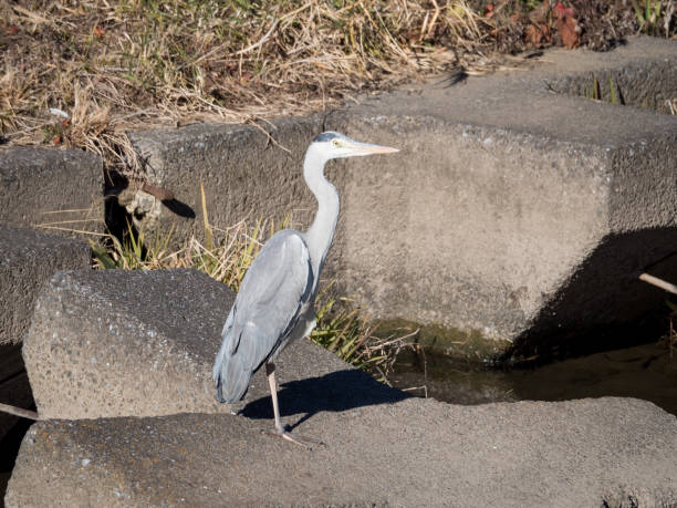 istock A great blue heron standing with one foot on the block 1453949445