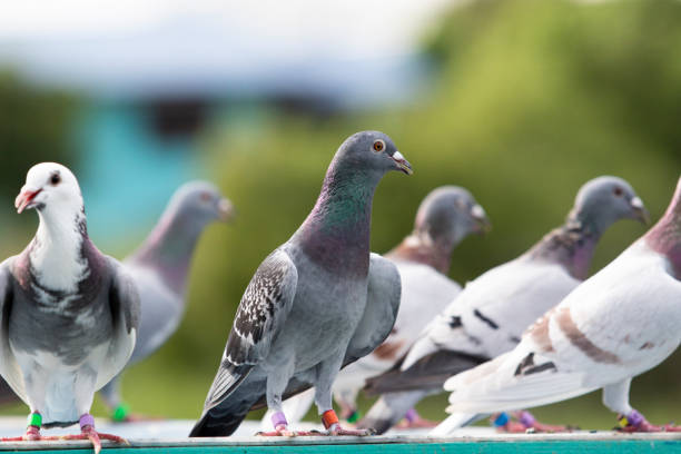 istock homing pigeon standing at home trap 1453949592