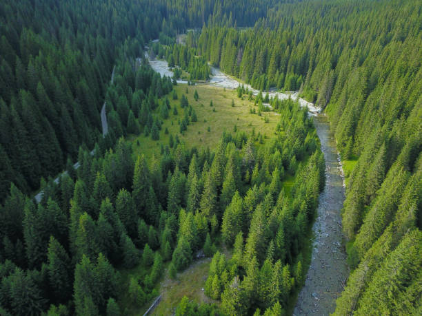 istock Lotru river and alpine glades 1453951053