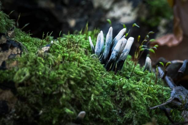 грибы xylaria hypoxylon, растущие во мхе - xylaria стоковые фото и изображения