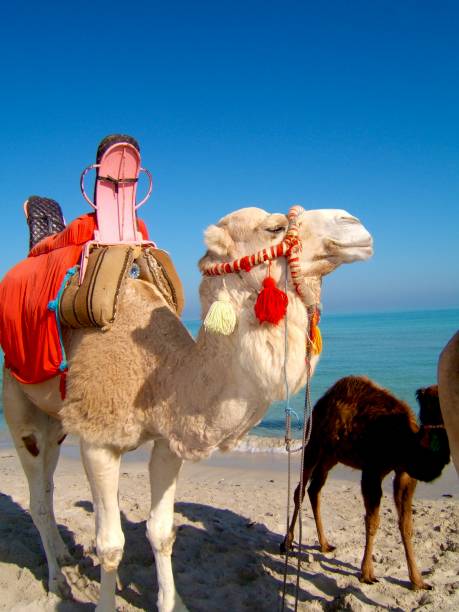 istock Island of Djerba 1453951909
