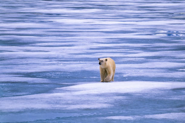 istock Polar bear walking on the Arctic ice 1453952176