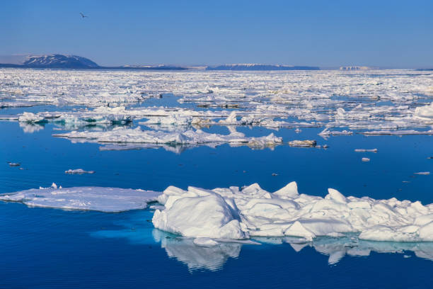 istock Drift ice at the coast of Svalbard 1453952180