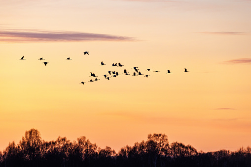 Flock of cranes flying above a tree grove in sunset