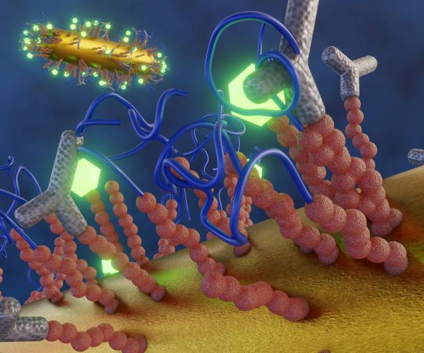 la nanoparticule d’or en forme de bâtonnet conjugue des peptides comme biocapteur - nanoparticule photos et images de collection