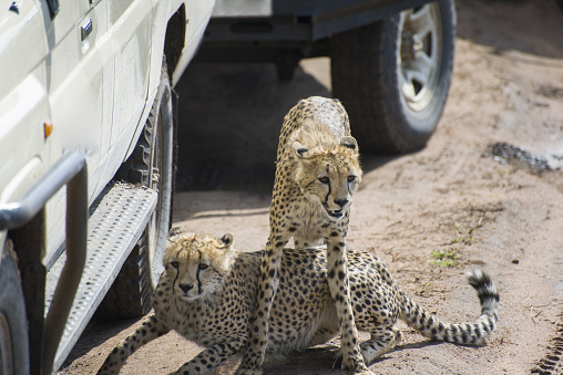 Two cheetahs play beside a off-road safari vehicle. Taken in Serengeti National Park, Tanzania.