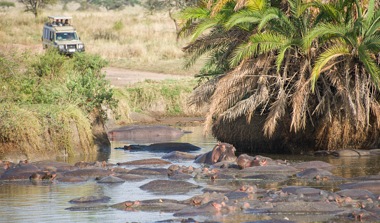 An offroad vehicle with an open top and unidentifiable tourists view a large pool of hippos in the sun. Taken in Serengeti National Park, Tanzania.