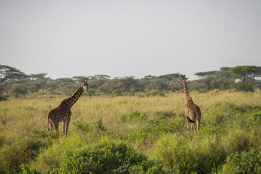 Two giraffes among sunlit savannah. Taken in Serengeti National Park, Tanzania.