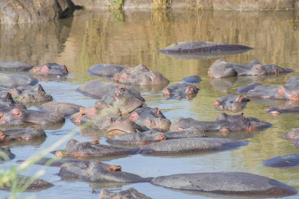 istock Submerged Hippos Sleep in the Sun 1453954337