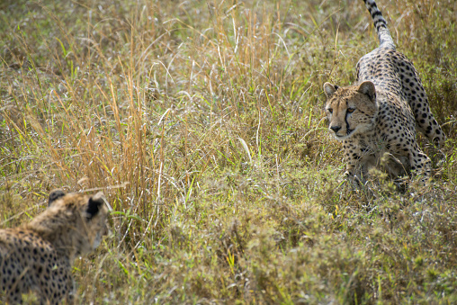 Two adult cheetahs chase each other and play among long grass. Taken in Serengeti National Park, Tanzania.