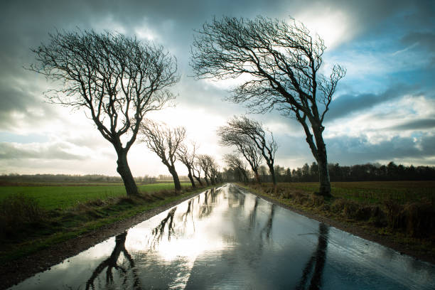 road with trees in a stormy weather with rain and wind, empty street in romo, denmark in the winter, dark dramatic clouds - road country road empty autumn imagens e fotografias de stock