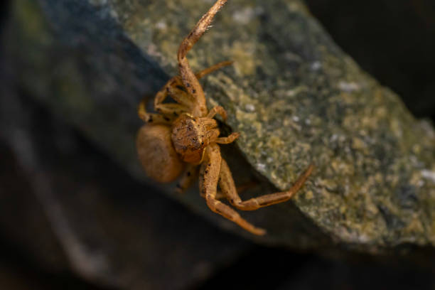 istock Close-up of a crab spider 1453955636