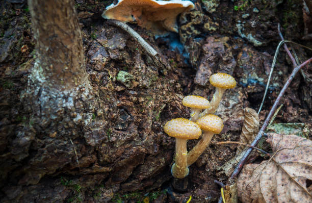 Four honey agaric mushrooms on an old tree in an autumn forest among fallen leaves Four honey agaric mushrooms on an old tree in an autumn forest among fallen leaves. marasmius oreades mushrooms stock pictures, royalty-free photos & images
