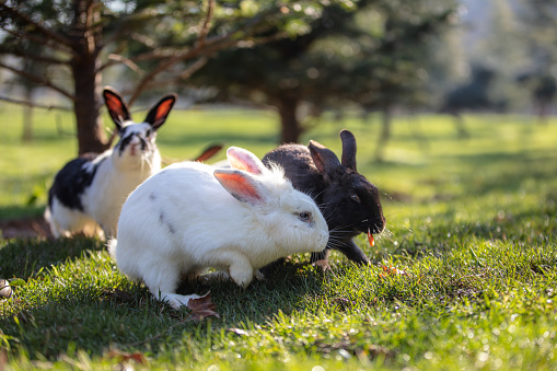 Small fluffy rabbits in the pen are eating food from a cup. There is a litter of hay in the pen. Rabbits are like a pet. Household management