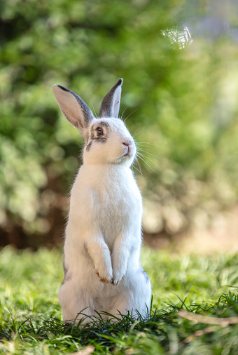 El conejo blanco está sentado en la hierba del bosque. photo