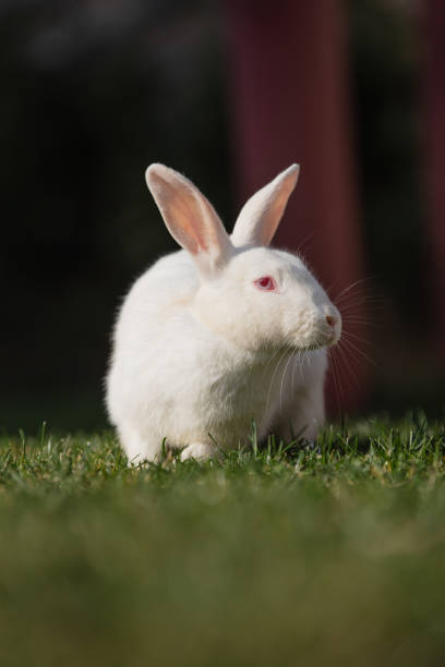 istock White rabbit is sitting on the grass in forest. 1453958991