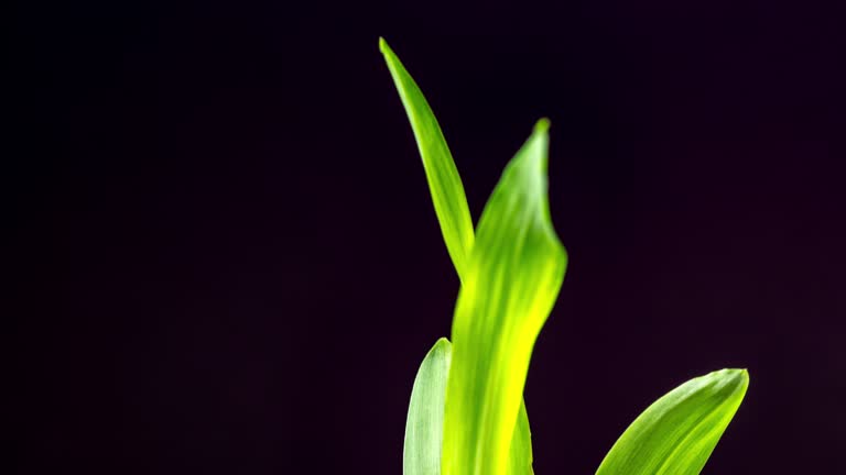 Corn grows and rotating from the earth in black background, time lapse video 4K resolution clip.  Leaves rotating in front of camera.