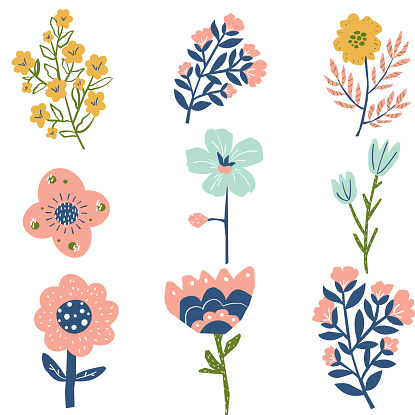 Vector flower illustrator