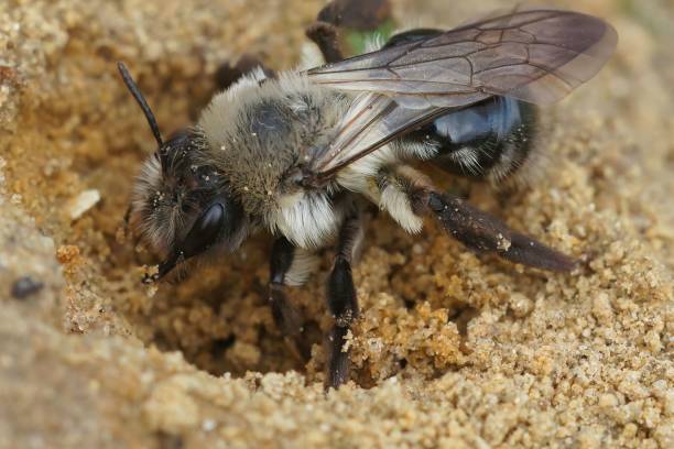 istock Adorable Andrena standing on the sand in closeup 1453961263
