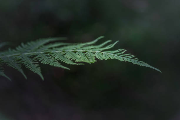istock Close up Fern leaf in the forest 1453961377