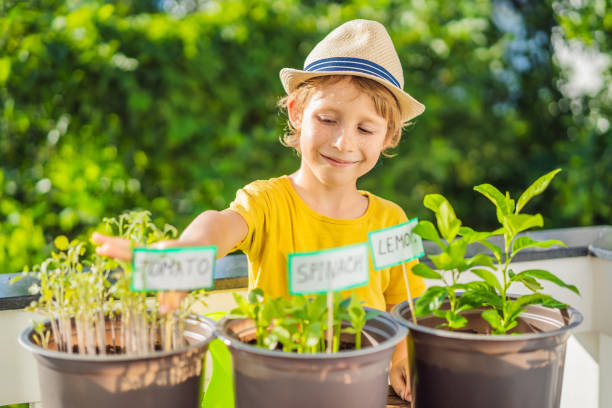 istock The boy is doing gardening on his balcony. Natural development for children 1453961635