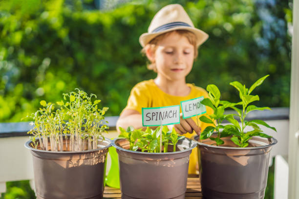 istock The boy is doing gardening on his balcony. Natural development for children 1453961644