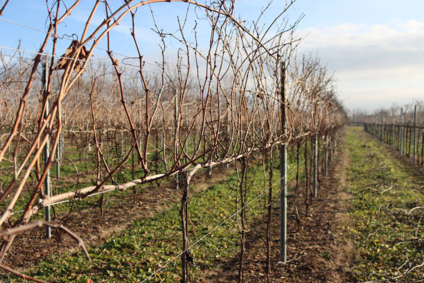 istock Pinot Vineyard  with dried grape stalks against blue sky 1453962328