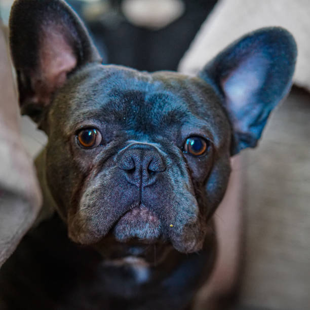 istock French Bulldog Portrait 1453962351