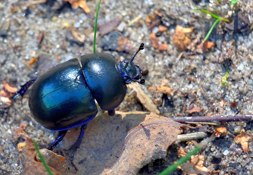dung beetle walks on dried leaves