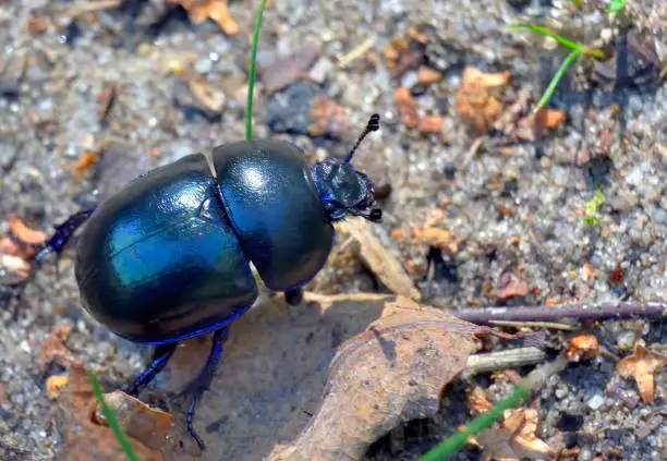 Photo of Geotrupes stercorarius