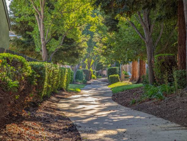 istock View of a walkway surrounded by trees and hedges 1453963672