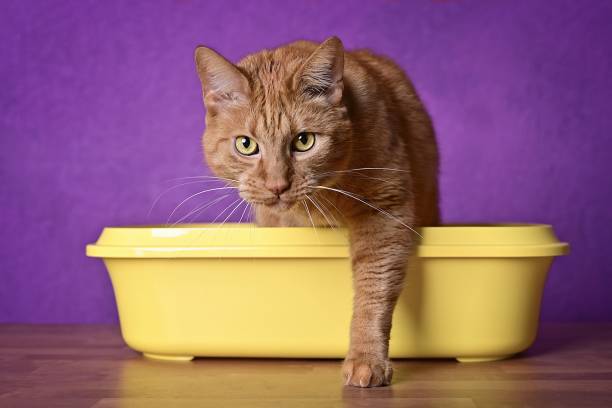 istock Cute ginger cat going out of a yellow Litter box. horizontal image with selective focus. 1453964224