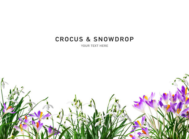 schneeglöckchen und krokus frühlingsblumen - snow crocus flower spring stock-fotos und bilder