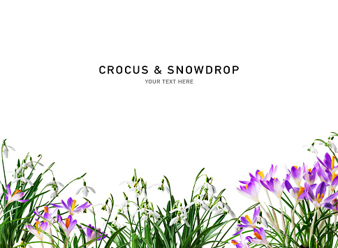 Snowdrop and crocus spring flowers border. Lilac crocuses and white snowdrops isolated on white background. Creative layout. Floral frame. Design element