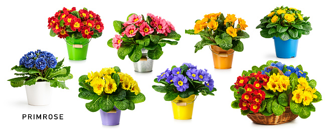 Spring primrose flowers. Flowerpot with colorful primula flower bunch collection isolated on white background. Creative layout. Design element. Easter holiday and springtime concept