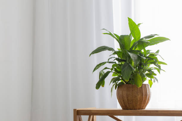 istock white home interior with houseplants on wooden shelf 1453965090