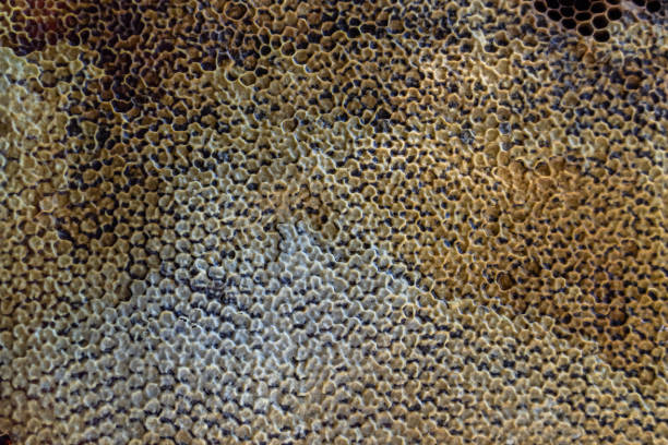 istock Drop of bee honey drip from hexagonal honeycombs filled with golden nectar 1453965175