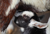 Closeup photo of a goat calf suckling from its mother - motherhood concept