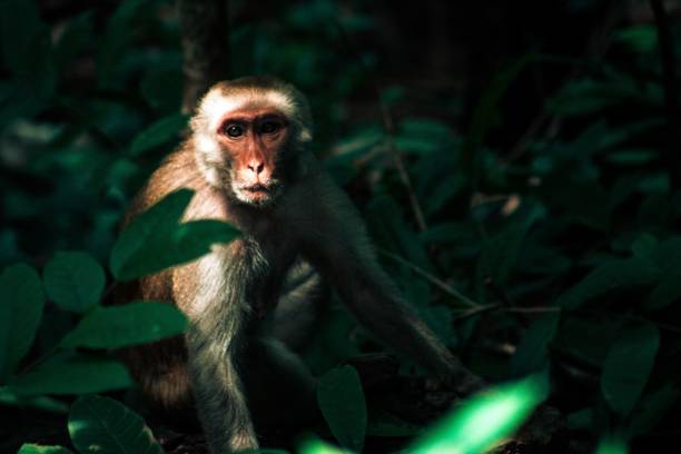 istock Beautiful view of a monkey in the jungle 1453965553